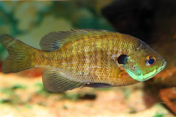 Bluegill sunfish (arter macrochirus) i japan — Stockfoto