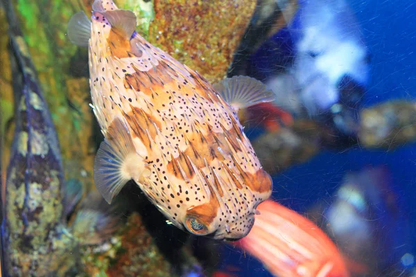 Porcupinefish — Stock Photo, Image