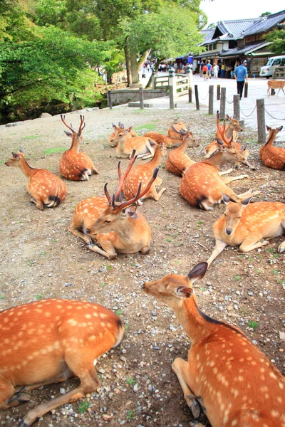 Sika Deer (Cervus nippon) in Japan — Stock Photo, Image