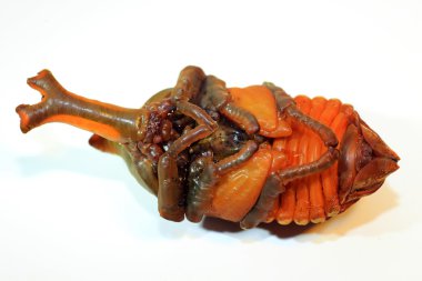 Japonya'da Japon gergedan böceği (trypoxylus dichotomus) pupa