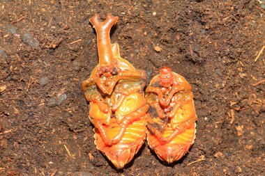 Japonya'da Japon gergedan böceği (trypoxylus dichotomus) pupa
