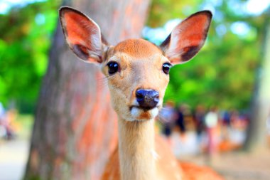 Sika geyiği (cervus nippon) Japonya
