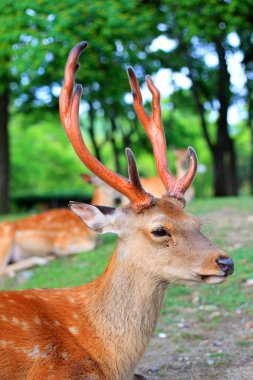 Sika geyiği (cervus nippon) Japonya