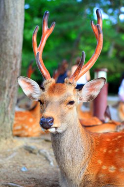 Sika geyiği (cervus nippon) Japonya