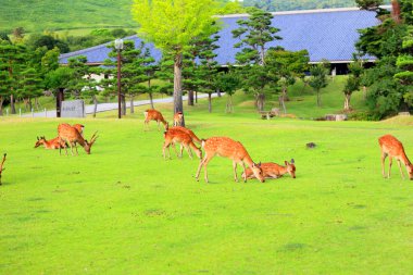 Sika geyiği (cervus nippon) Japonya