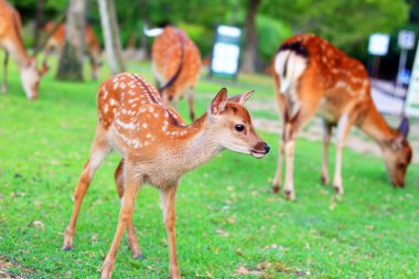 Sika geyiği (cervus nippon) Japonya'da açık kahverengi