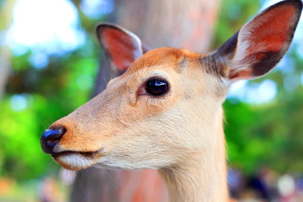 Cerf de Sika (Cervus nippon) au Japon — Photo