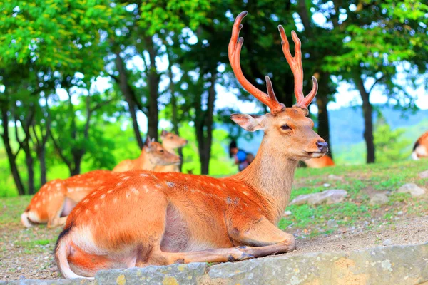 Sika-hirsch (cervus nippon) in japan — Stockfoto