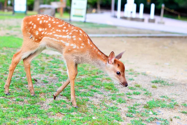 小鹿在日本的梅花鹿鹿 （梅花鹿） — 图库照片