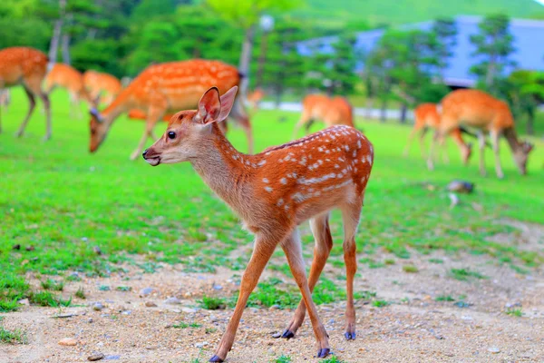 Sika Deer (Cervus nippon) fulvo in Giappone — Foto Stock