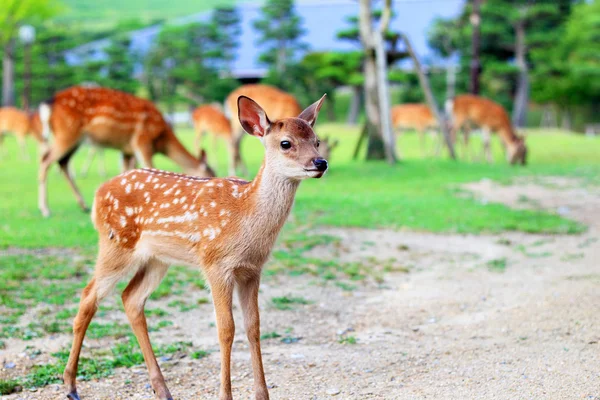 Sika geyiği (cervus nippon) Japonya'da açık kahverengi
