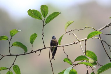 Borneo bıyıklı treeswift (hemiprocne comata)