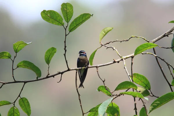 Muricola Boomgierzwaluwen (hemiprocne comata) in borneo — Stockfoto