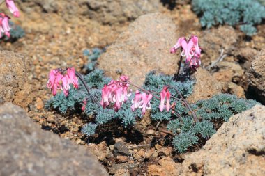 Japon komakusa (dicentra peregrina) hokkaido, Japonya