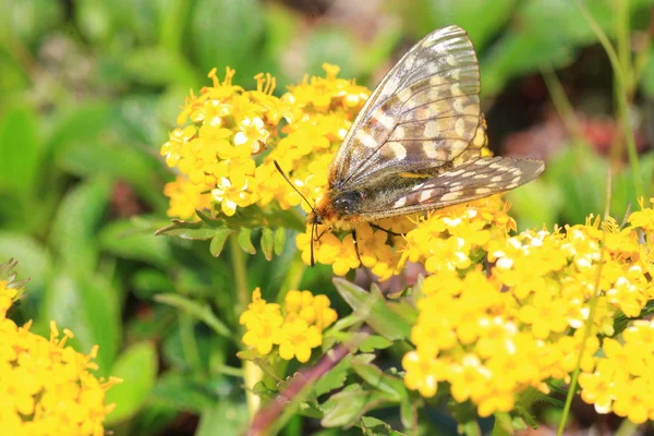 Borboleta Parnassiana de Eversmann (Parnassius eversmanni) em Hokkaido, Japão — Fotografia de Stock