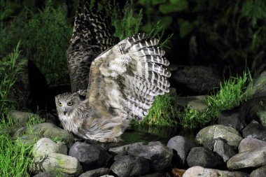 blakiston'ın balık baykuşu (ketupa blakistoni), Japonya