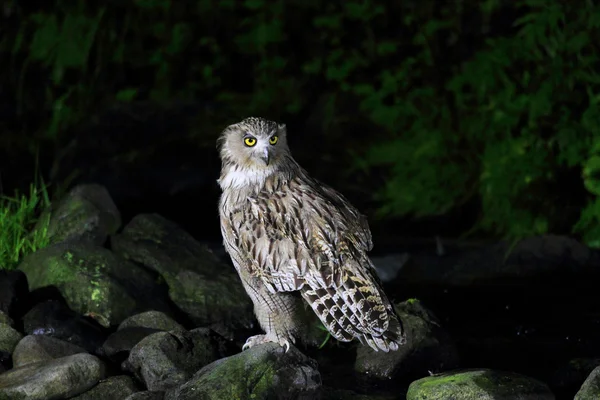 Si Blakiston ryb sova (ketupa blakistoni) v Japonsku — Stock fotografie