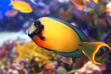 limon kabuğu tang (acanthurus pyroferus taklit)