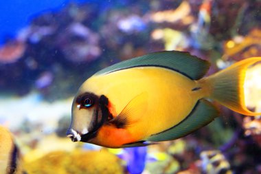 limon kabuğu tang (acanthurus pyroferus taklit)