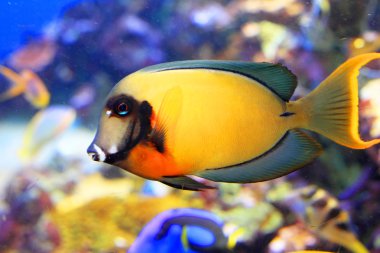 limon kabuğu tang (acanthurus pyroferus taklit)