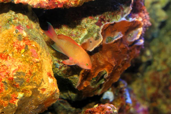 Hada rosa basslett (Pseudanthias hypselosoma) hembra — Foto de Stock