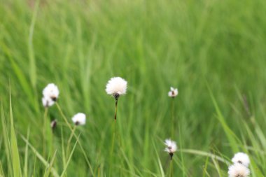 Hare-kuyruk cottongrass (Eriophorum vaginatum) Hokkaido, Japonya