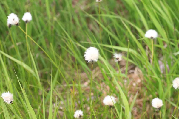 Cotone dalla coda di lepre (Eriophorum vaginatum) a Hokkaido, Giappone — Foto Stock