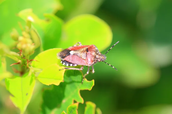 Sloe bug (Dolycoris baccalum ) in Japan — Stock Photo, Image