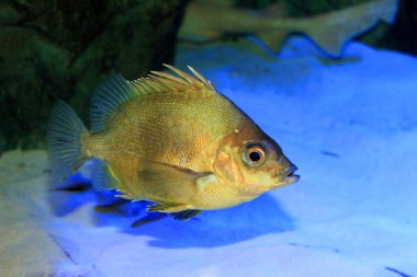 Japonya'da Japon armorhead (pentaceros japonicus)