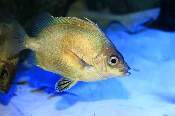 Armorhead japonês (Pentaceros japonicus) no Japão — Fotografia de Stock