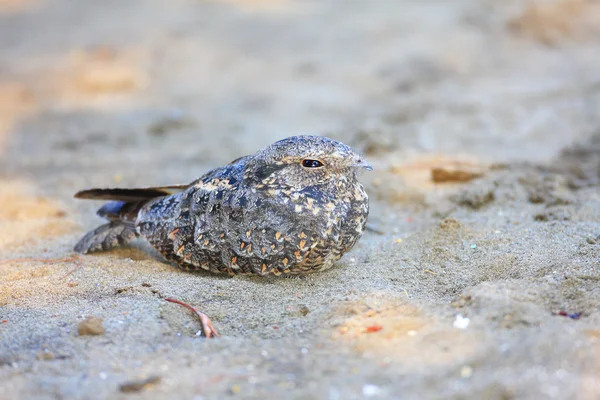bali Adası, Endonezya savana Çobanaldatangiller (caprimulgus affinis)