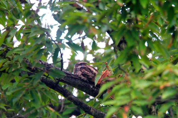 Névoa cinzenta (Caprimulgus indicus) no Japão — Fotografia de Stock