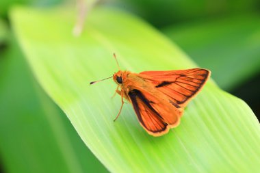 Japonya'da Japon dart kelebek (ochlodes venatus)