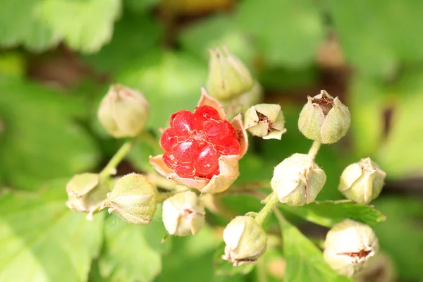 Japonský ostružiník (rubus buergeri) v Japonsku — Stock fotografie