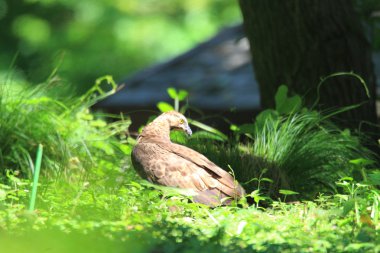 oryantal-arı şahini (pernis ptilorhyncus), Japonya