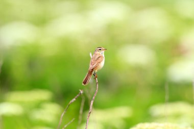 Kara kaşlı kamışçın (acrocephalus bistrigiceps) hokkaido, Japonya