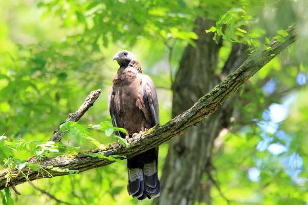 Orientalne miód myszołów (pernis ptilorhyncus) w Japonii — Zdjęcie stockowe