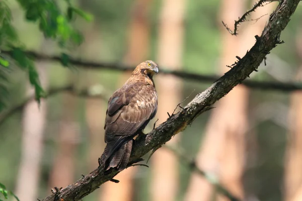 Oriental honey-buzzard (Pernis ptilorhyncus) in Japan — Stock Photo, Image