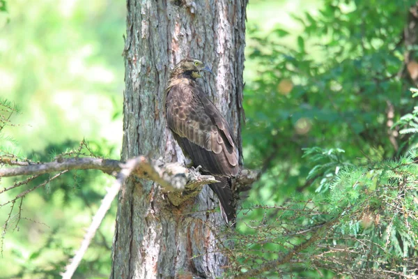 일본에서 동양 꿀-독수리 (pernis ptilorhyncus) — 스톡 사진