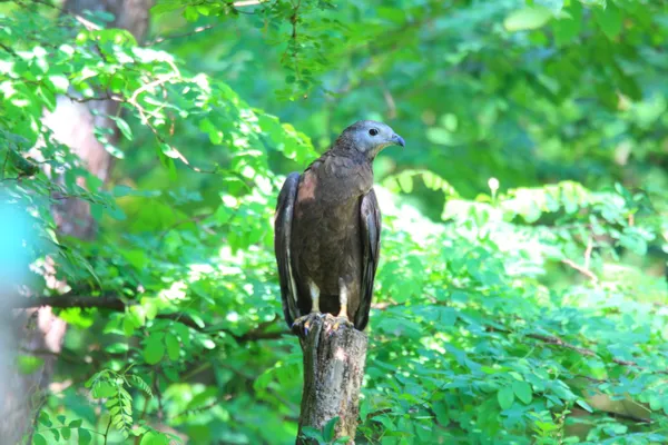 Buzzard-mel oriental (Pernis ptilorhyncus) no Japão — Fotografia de Stock