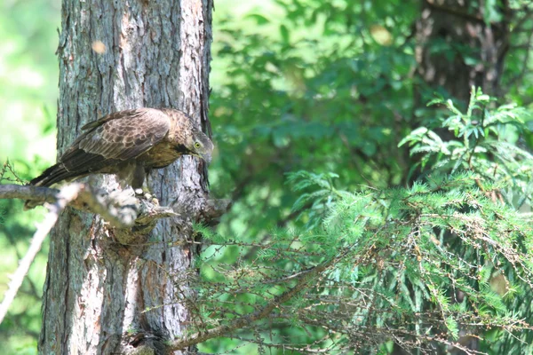 Buzzard-mel oriental (Pernis ptilorhyncus) no Japão — Fotografia de Stock