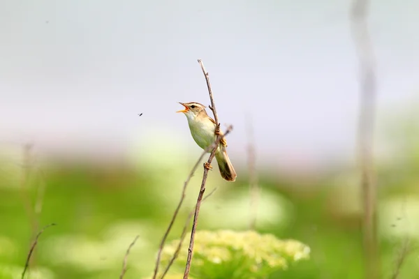 Dolmányos nádiposzáta ((acrocephalus bistrigiceps)) Hokkaido, Japán — Stock Fotó