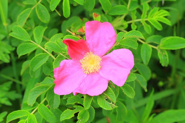Ramanas gül (Rosa rugosa) Hokkaido, Japonya — Stok fotoğraf