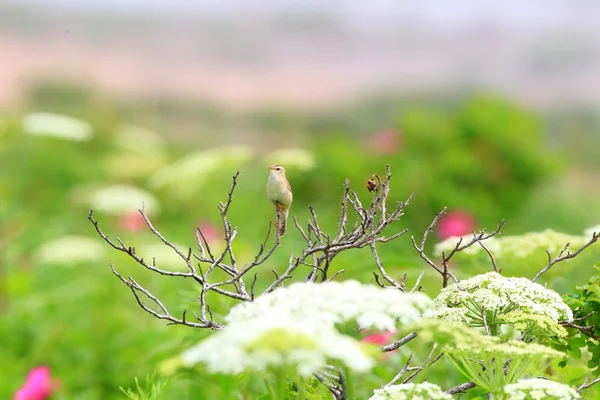 Reed-warbler (Acrocephalus bistrigiceps) em Hokkaido, Japão — Fotografia de Stock