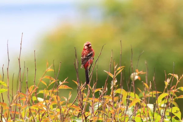 Rosefinch de cola larga (Uragus sibiricus) macho en Hokkaido, Japón —  Fotos de Stock