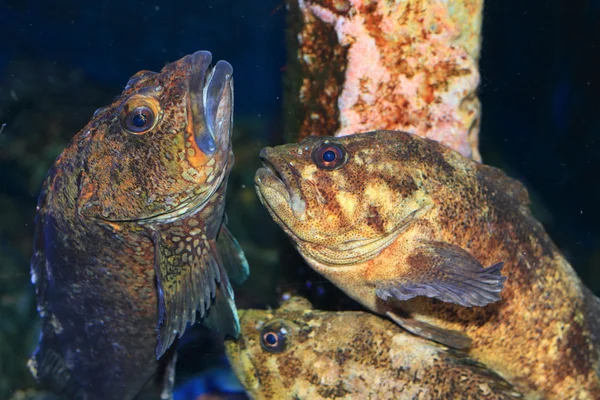 Havskatt eller ocean abborre (sebastes pachycephalus) i japan — Stockfoto