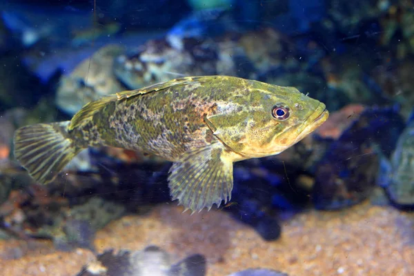 Rockfish ya da Japonya'da okyanus levrek (sebastes pachycephalus) — Stok fotoğraf