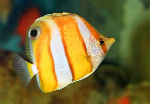 Bruinbandbamboehaai koraalvlinder (chaetodon modestus) in japan — Stockfoto