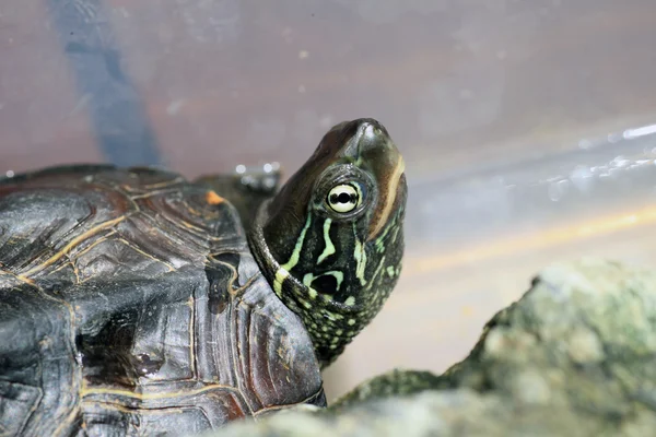 Chinese three-keeled pond turtle (Mauremys reevesii ) female in Japan — Stock Photo, Image