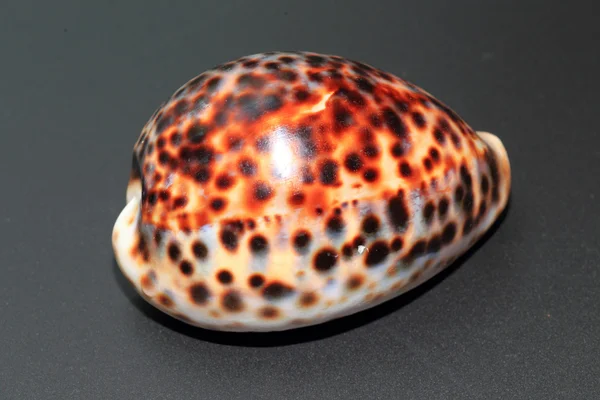 Tiger cowry (Cypraea tigris) in Japan — Stock Photo, Image